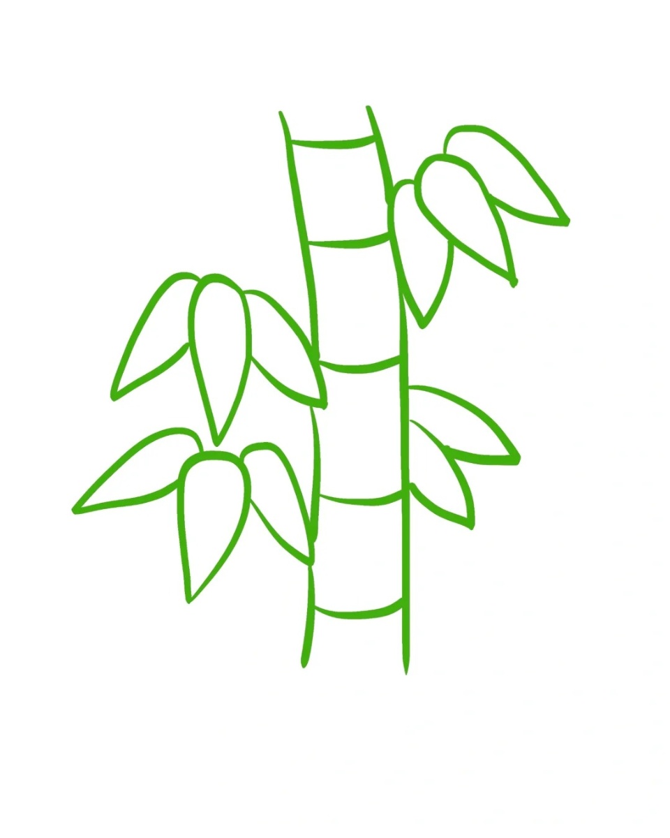 竹子简笔画  竹子,四季常青,挺拔坚韧,是一种深受人们喜爱的植物.