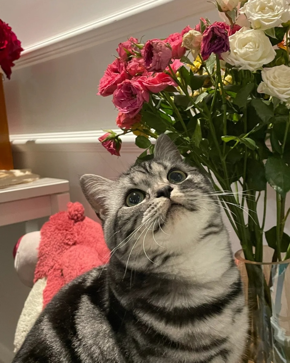 让我们一同走进虎斑猫的世界,领略它们的独特魅力.