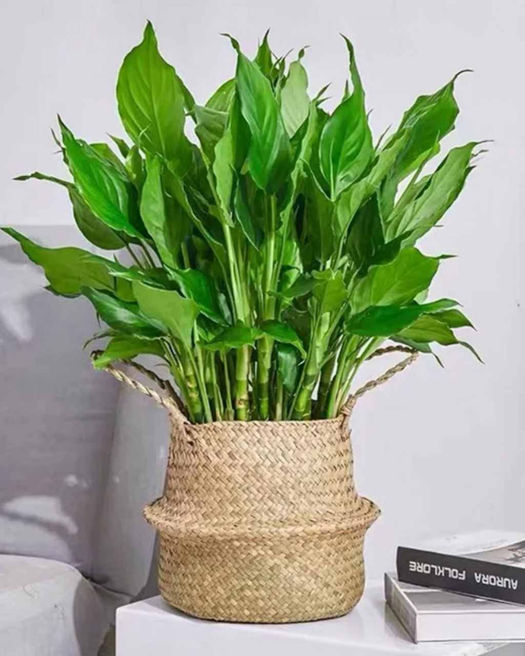 万年青植物图片  9798 踏入这绿意盎然的世界,我们仿佛被一股清新