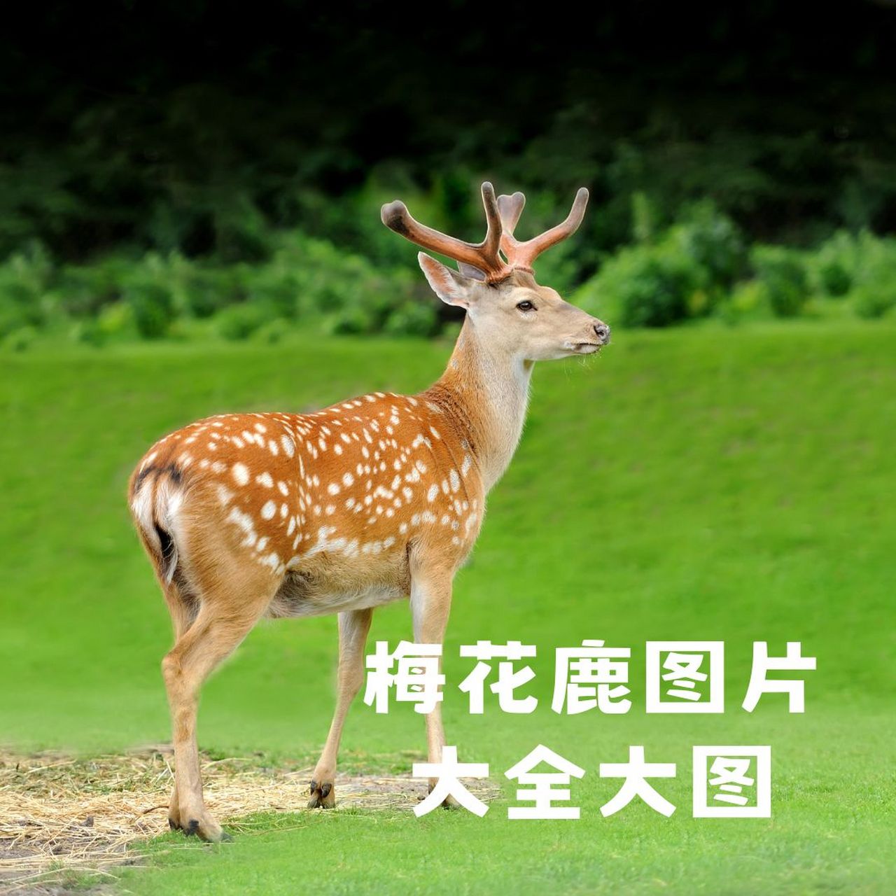梅花鹿图片大全大图  梅花鹿是一种偶蹄目鹿科鹿属哺乳动物,又名花鹿.