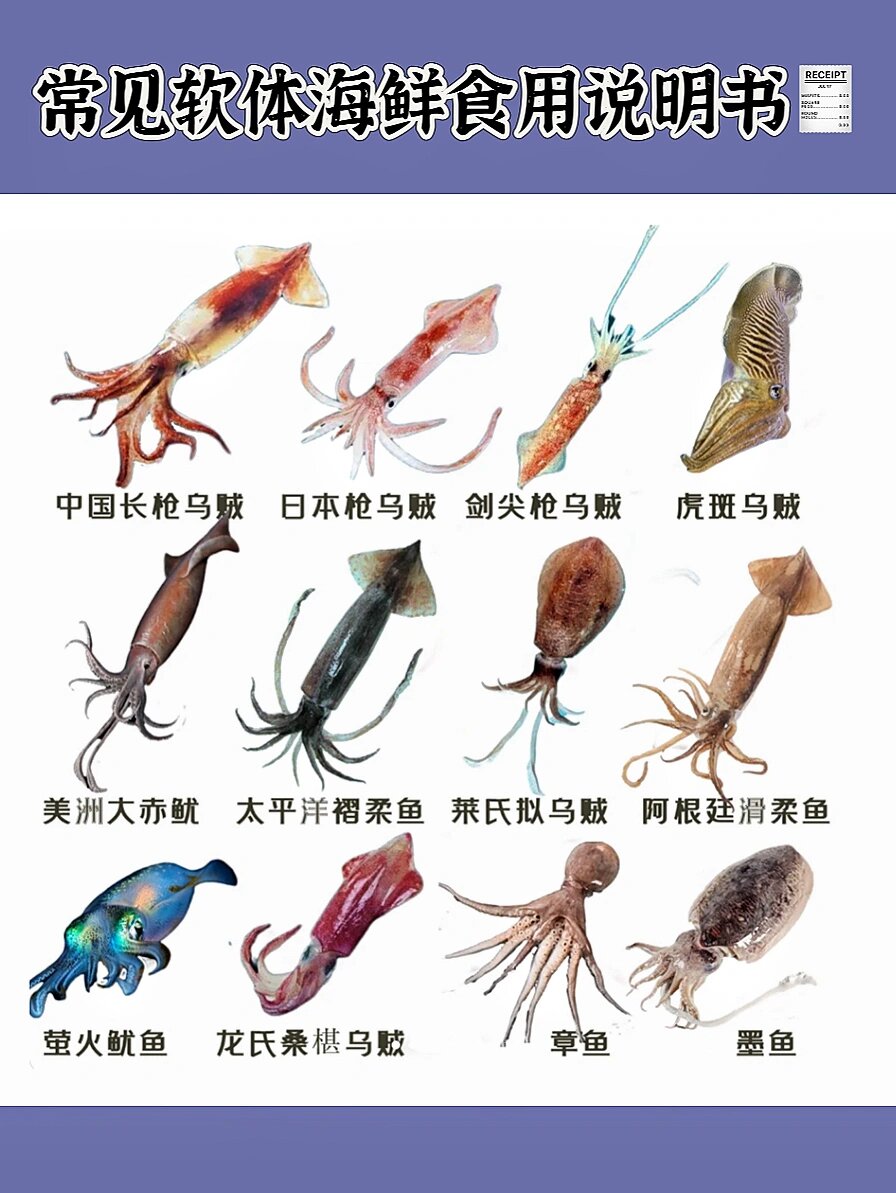 软体海鲜动物食用说明书秘