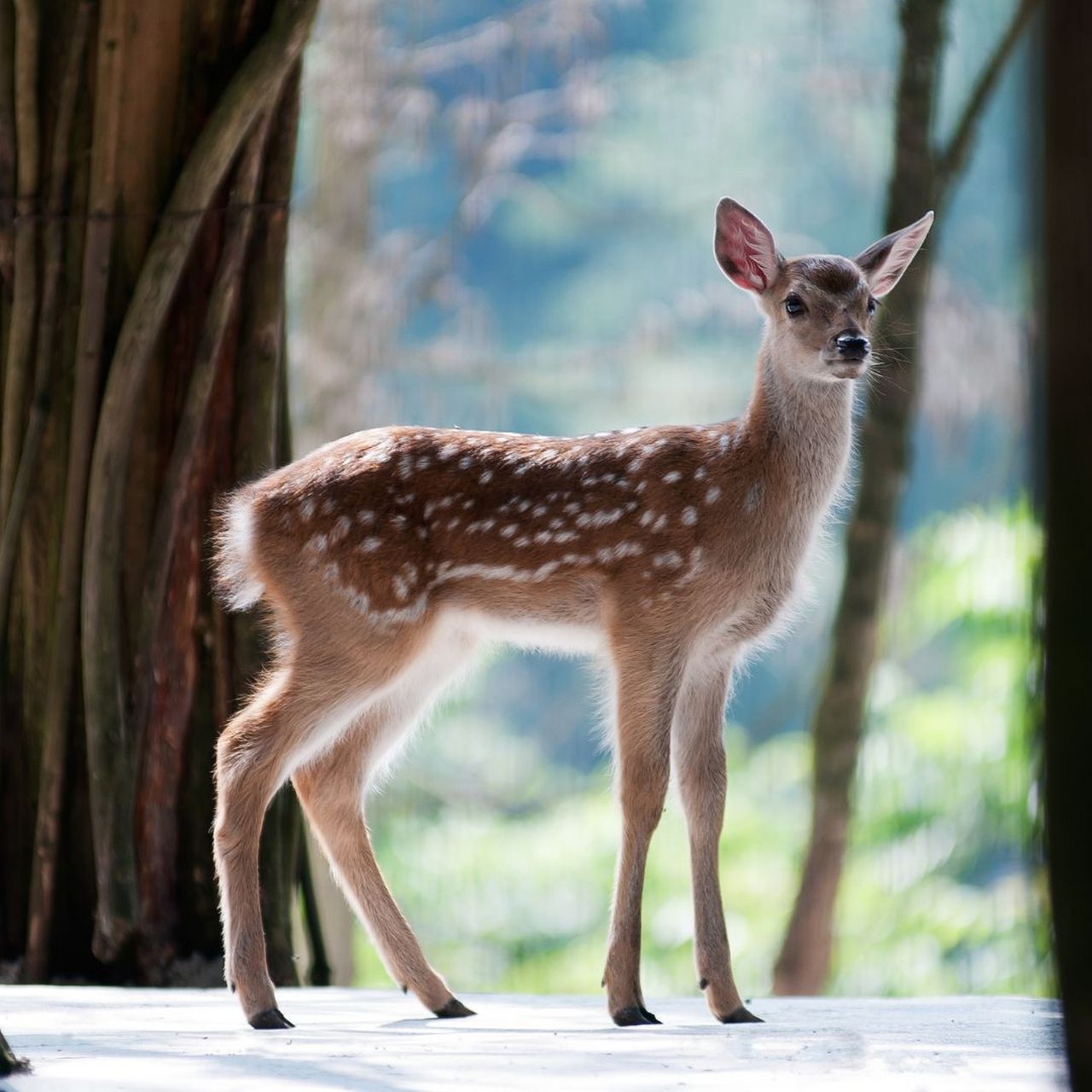梅花鹿图片大全大图  梅花鹿是一种偶蹄目鹿科鹿属哺乳动物,又名花鹿.
