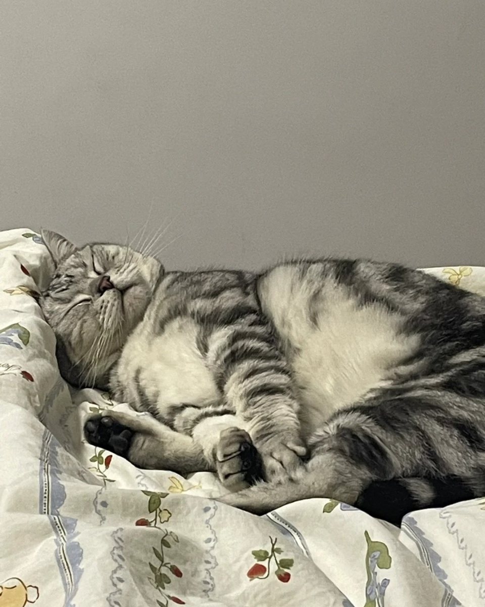 让我们一同走进虎斑猫的世界,领略它们的独特魅力.