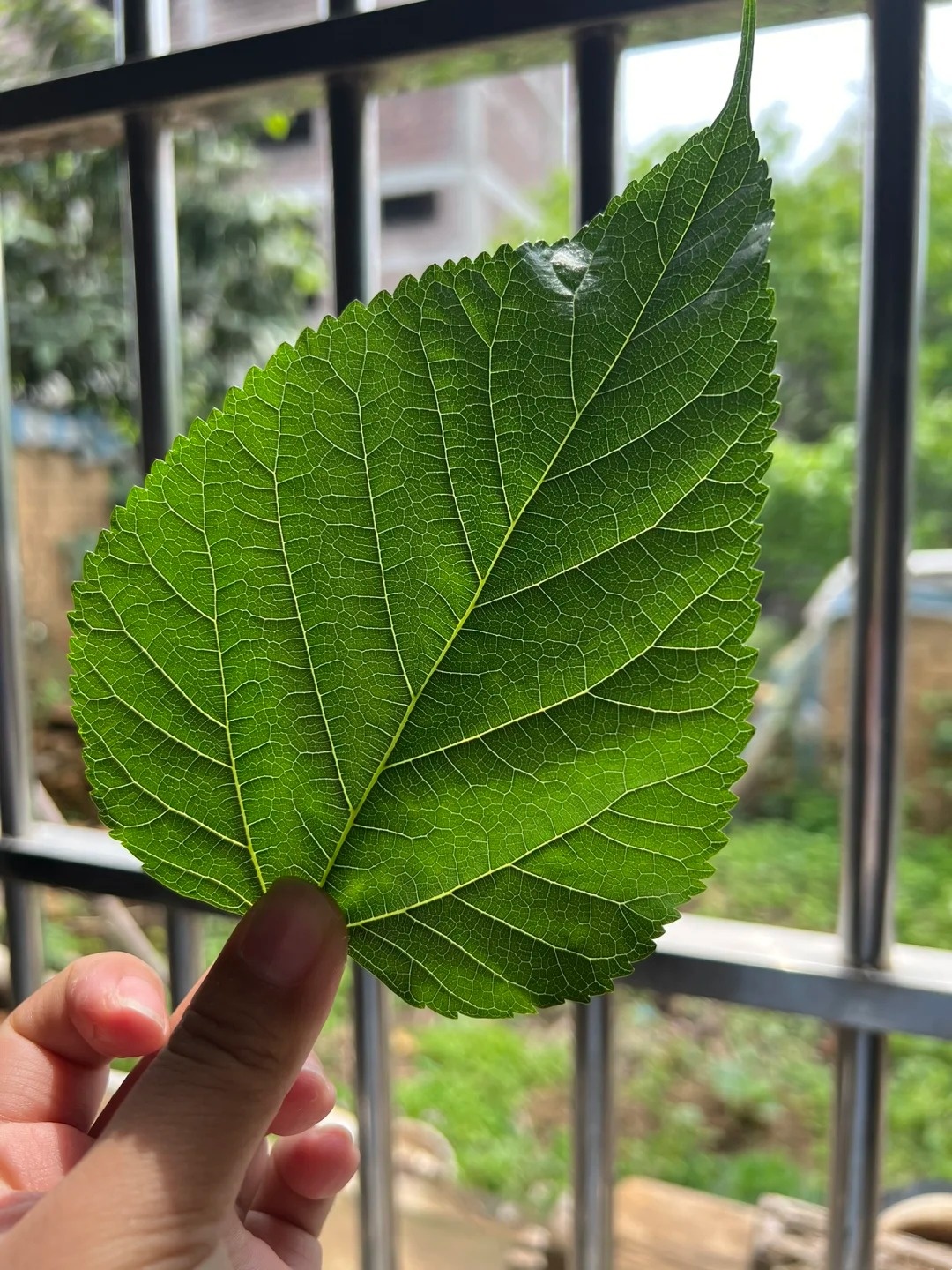 桑叶的质感图片