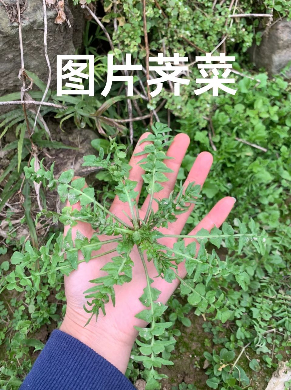 图片荠菜  荠菜是一种常见的绿色蔬菜,同时也是一种中药材.