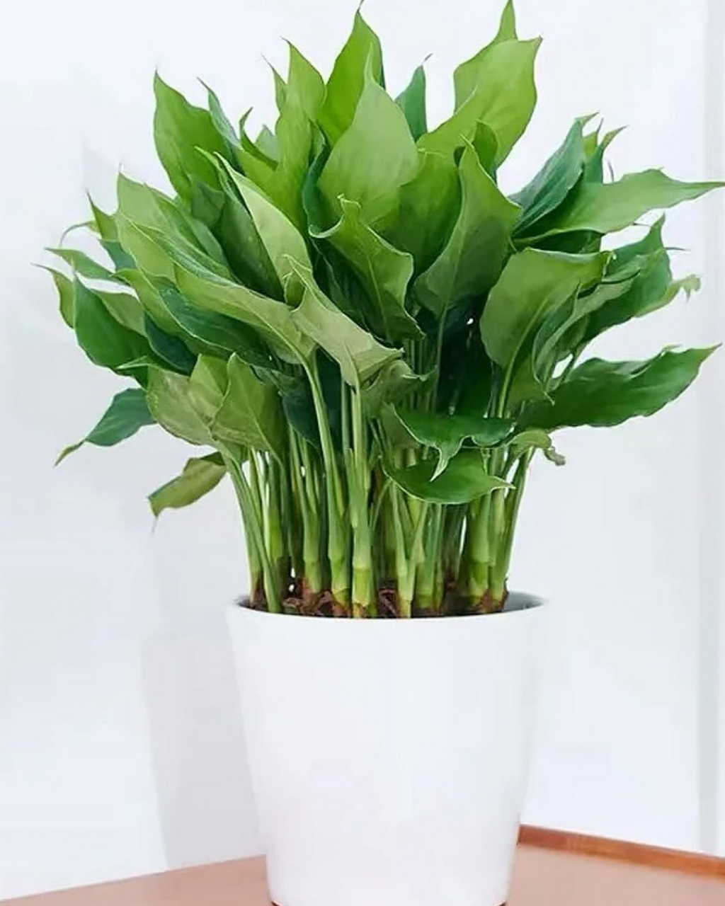 万年青植物图片  9798 踏入这绿意盎然的世界,我们仿佛被一股清新