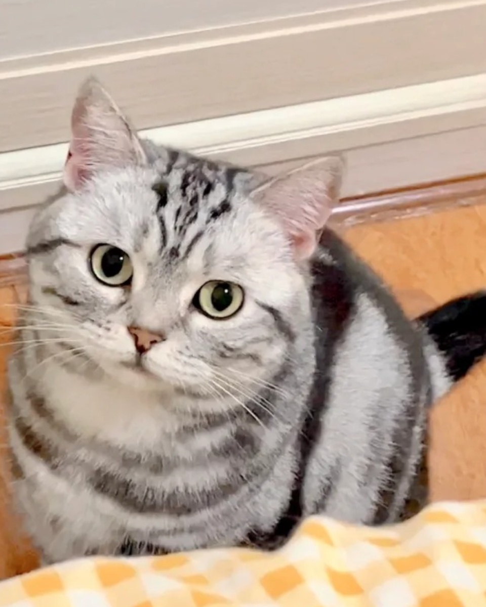 让我们一同走进虎斑猫的世界,领略它们的独特魅力.