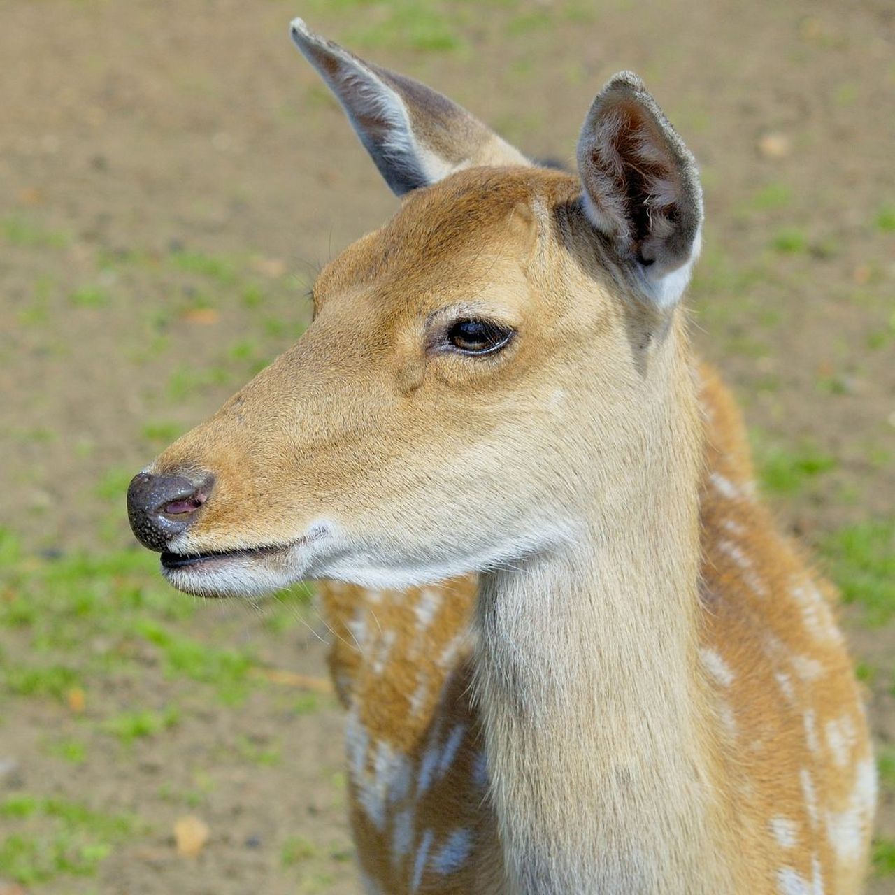 中国鹿科动物大全图片
