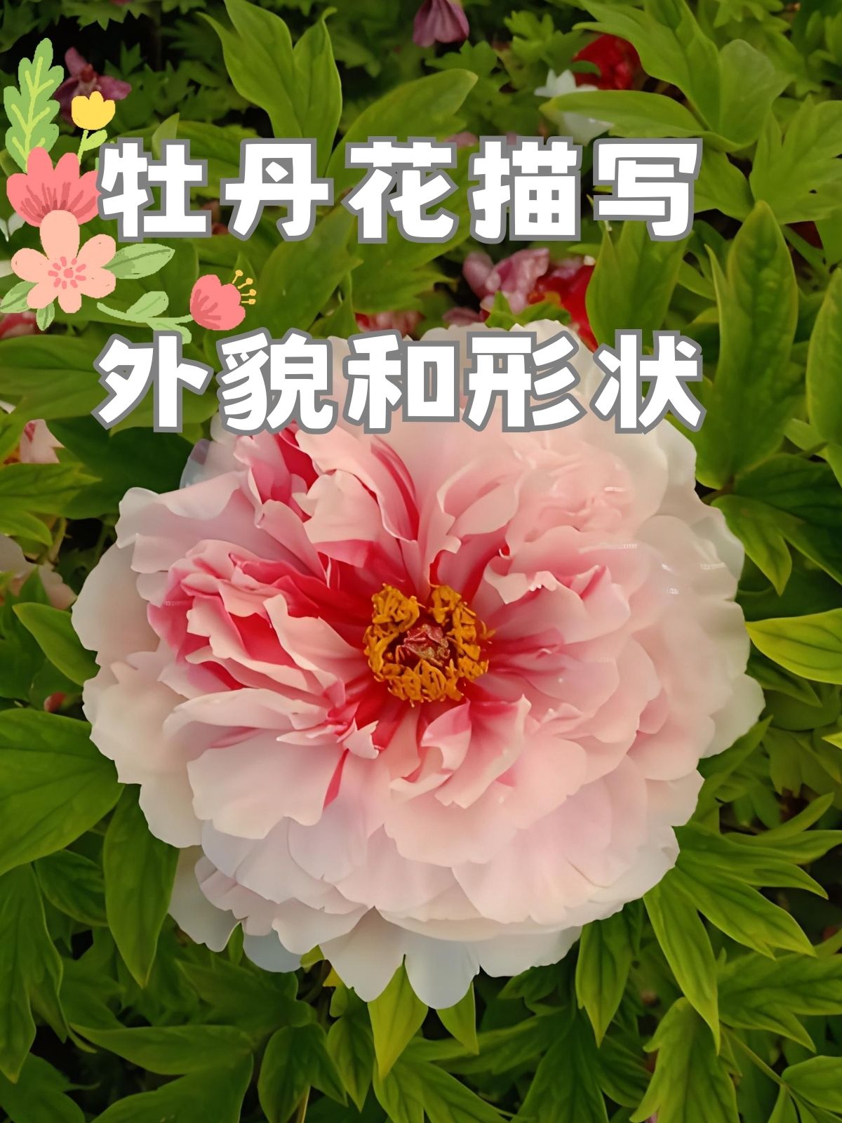 牡丹花的样子介绍图片