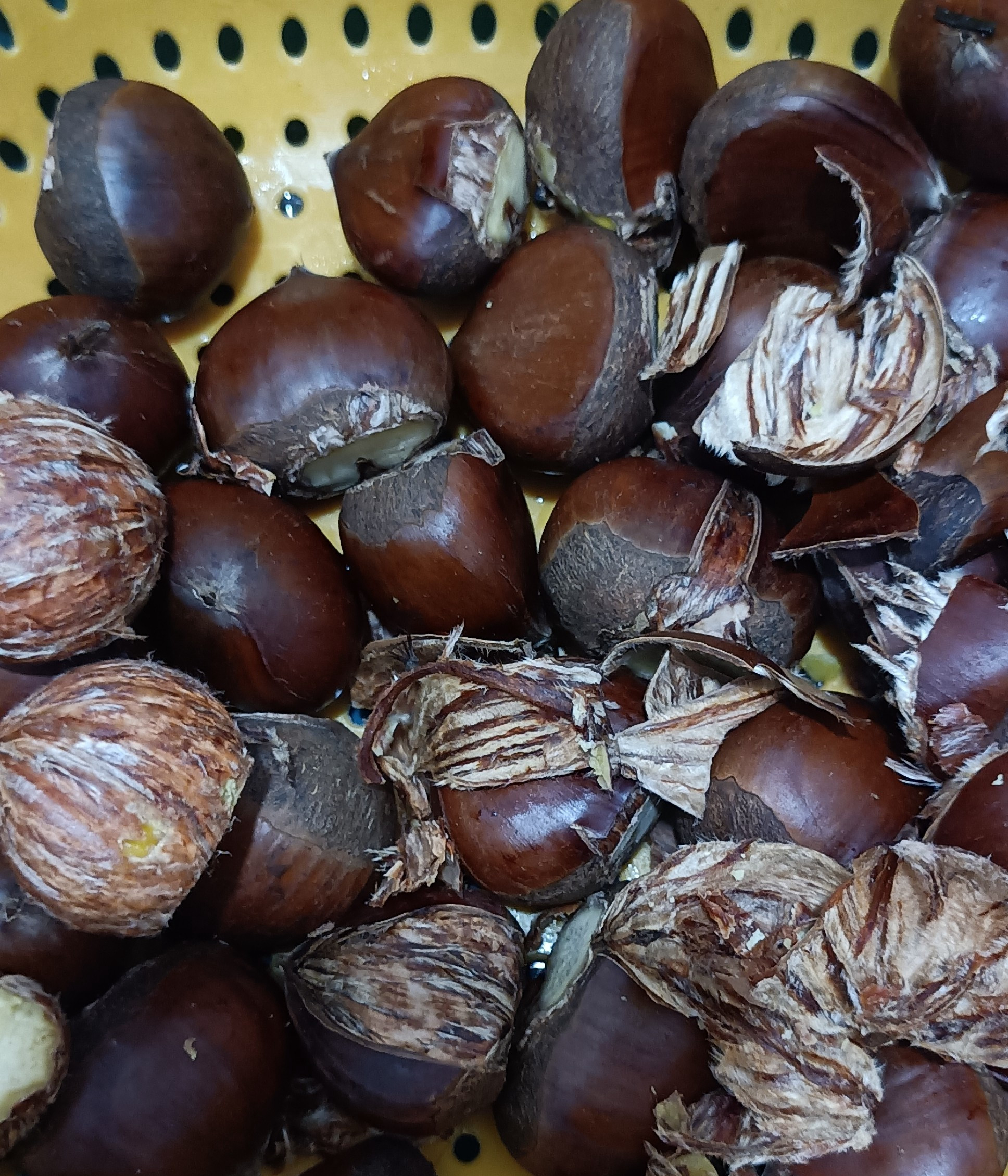 这个什么板栗,根本剥不掉皮,煮熟了也剥不掉,切个口也剥不掉,没办法了