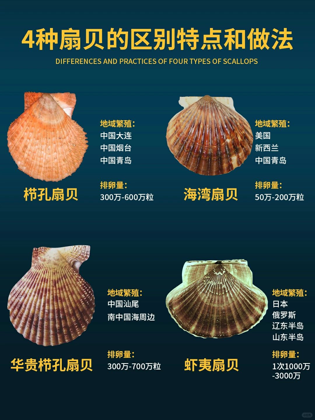 栉孔扇贝,生活在岩礁及海底,个头居中,肉质细嫩,口感鲜美,适合蒜蓉