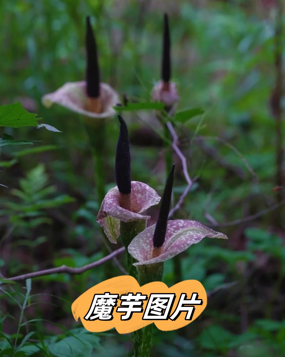 魔芋,这种神奇的植物,总能引起人们无尽的好奇与惊叹