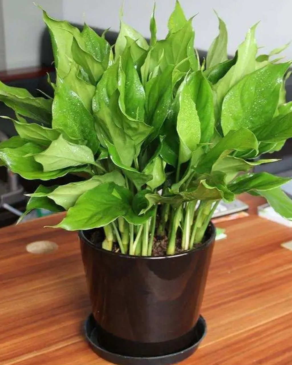 万年青植物图片  9798 踏入这绿意盎然的世界,我们仿佛被一股清新