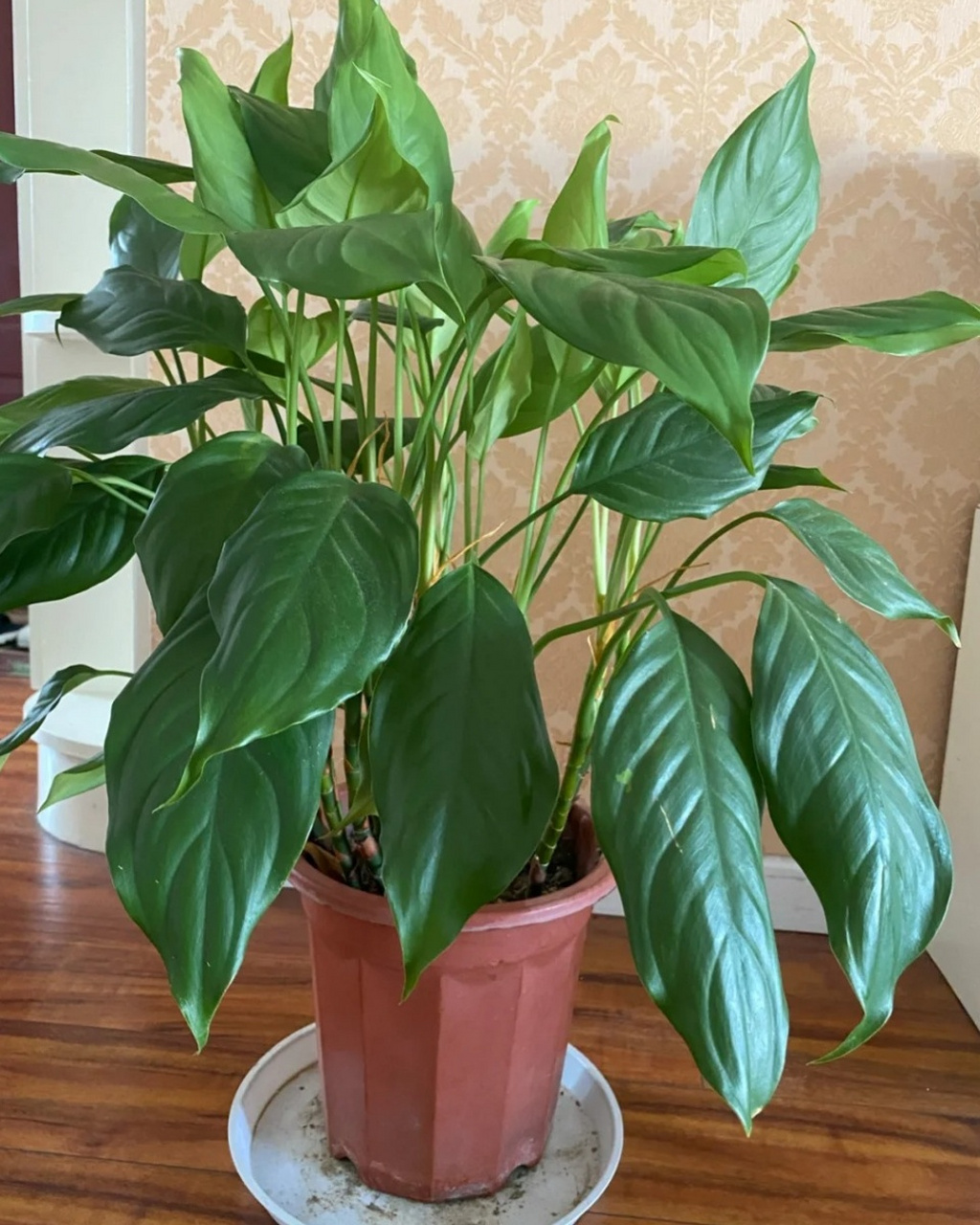 万年青植物图片  9798 踏入这绿意盎然的世界,我们仿佛被一股清新