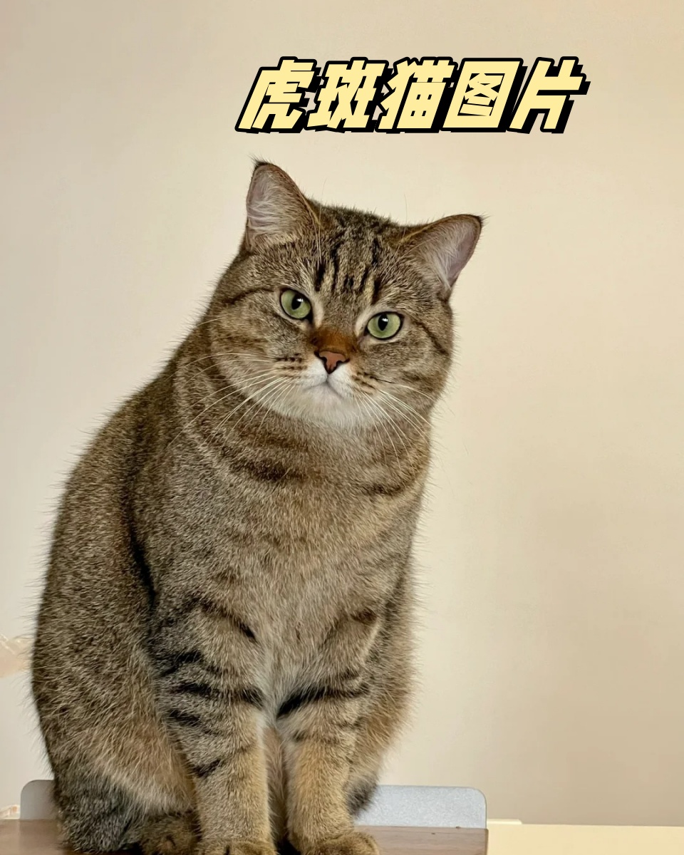 虎纹猫是何品种图片