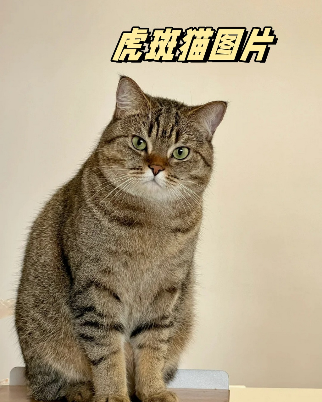 斑猫画作图片