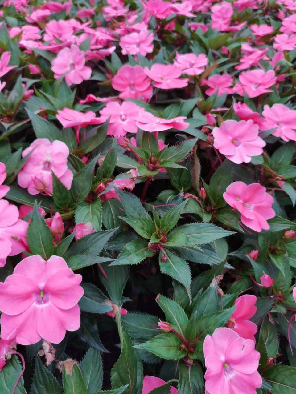 别名五彩凤仙花,一片一片的,绚烂艳丽,但仔细观察,这种花还是很特别的