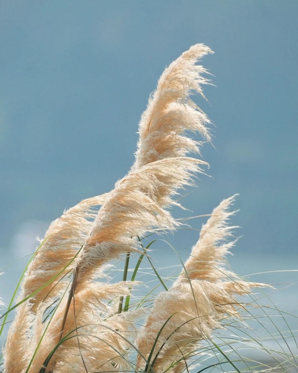 芦苇图片  95芦苇,那摇曳在河畔,湖畔的优雅身姿,总能引起我们无尽