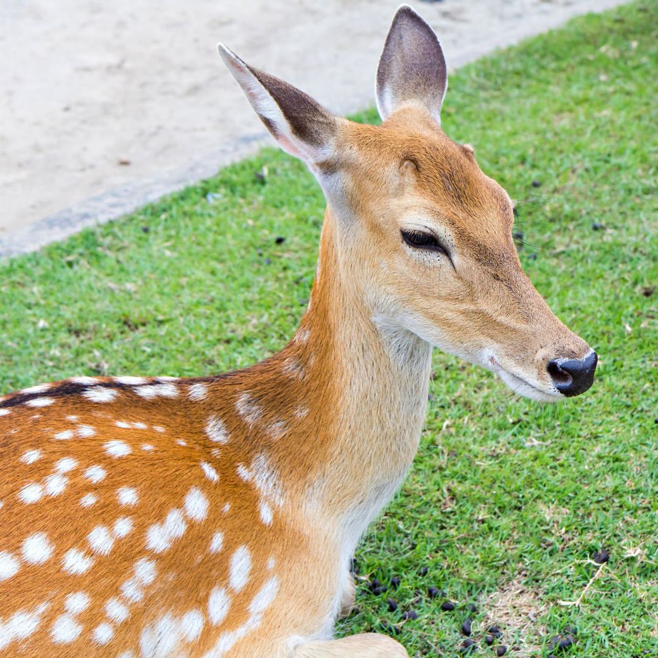梅花鹿图片大全大图  梅花鹿是一种偶蹄目鹿科鹿属哺乳动物,又名花鹿.