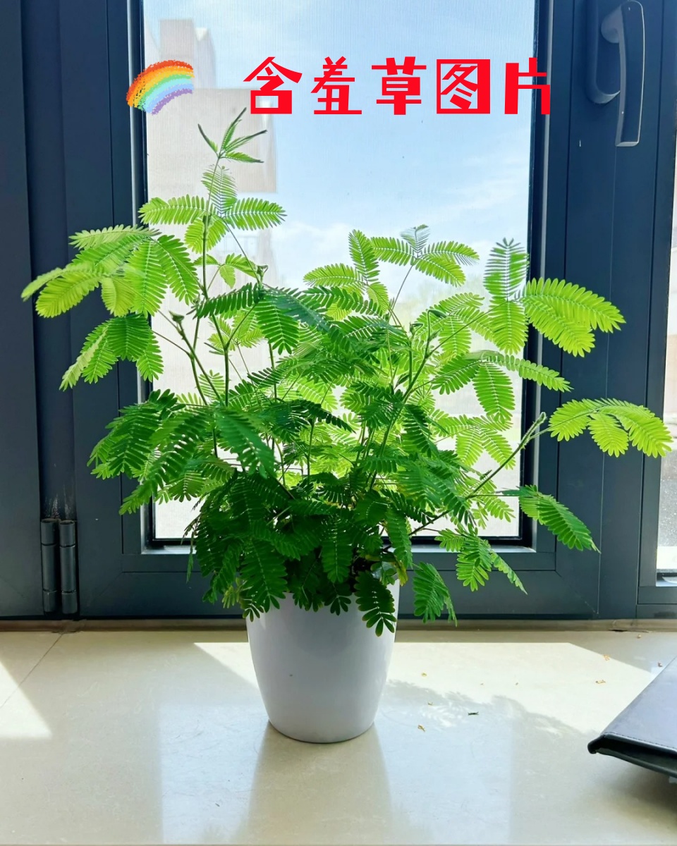 含羞草图片  含羞草,如同羞涩的少女,轻轻一碰便收拢了叶片.