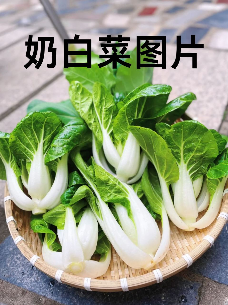 鹤山奶白菜图片