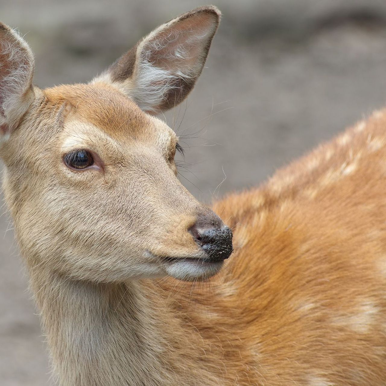 梅花鹿图片大全大图  梅花鹿是一种偶蹄目鹿科鹿属哺乳动物,又名花鹿.