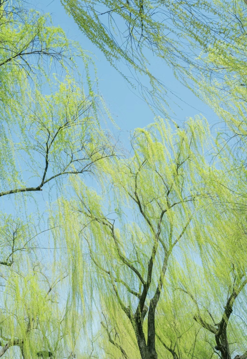 风的形状,彼时嘘叶颤,佳丽樱桃口.此刻逗枝舞,纤纤红酥手