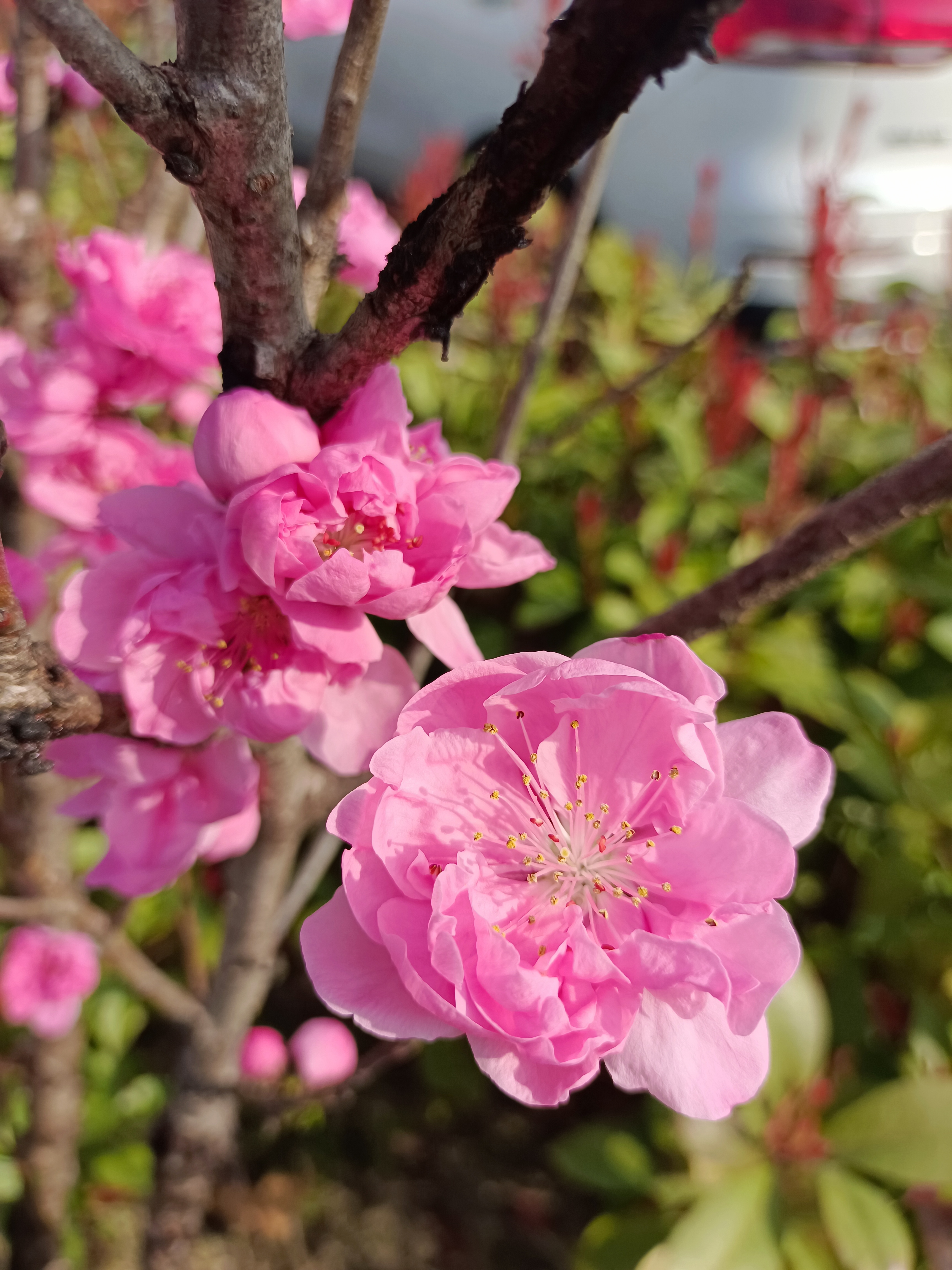 太好看了吧,春天的样子. 春暖花开,鸟语花香.#一年赏花时