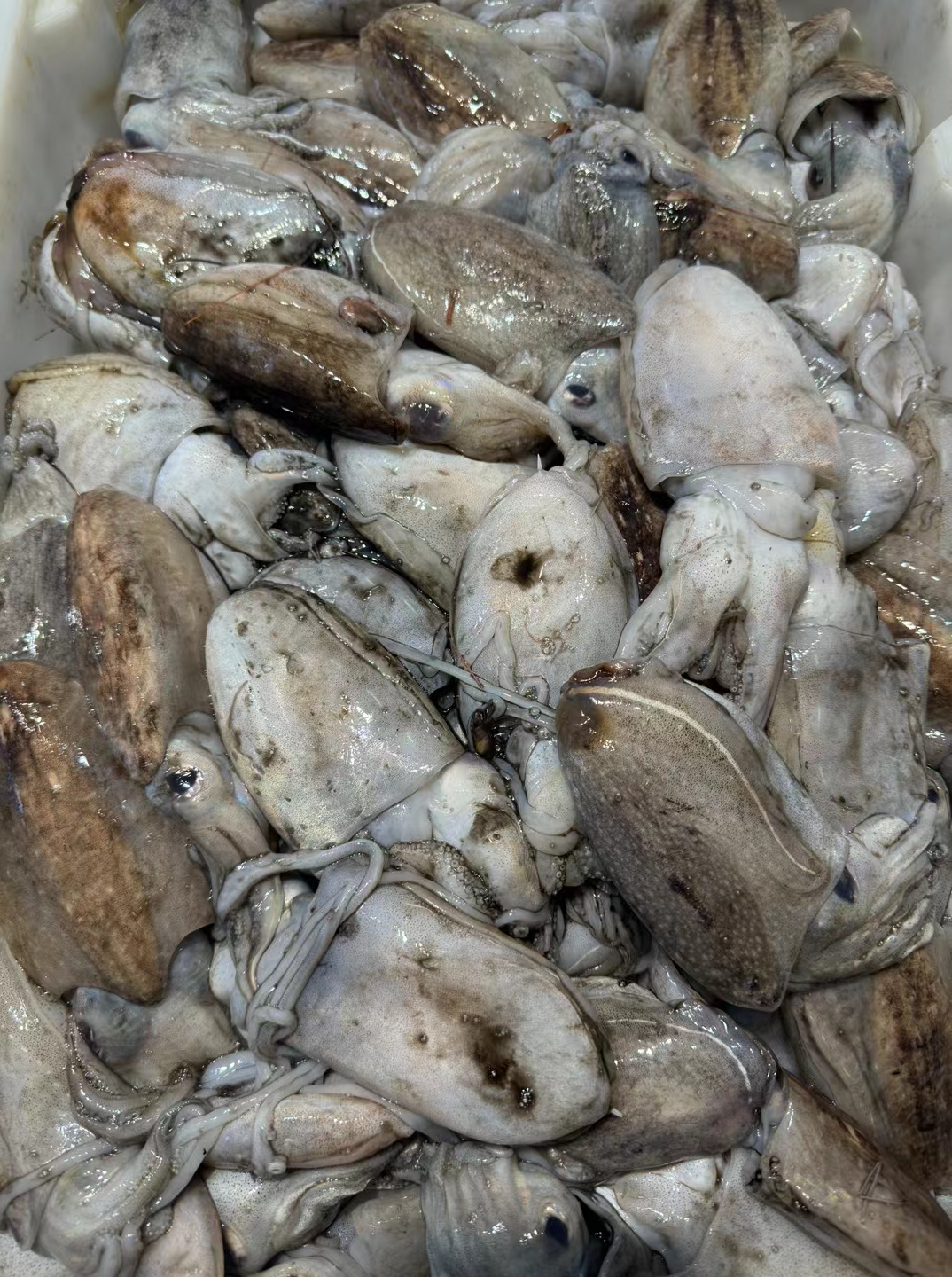 墨鱼,一种神秘而独特的海洋生物,以其独特的外观和神奇的能力令人着迷