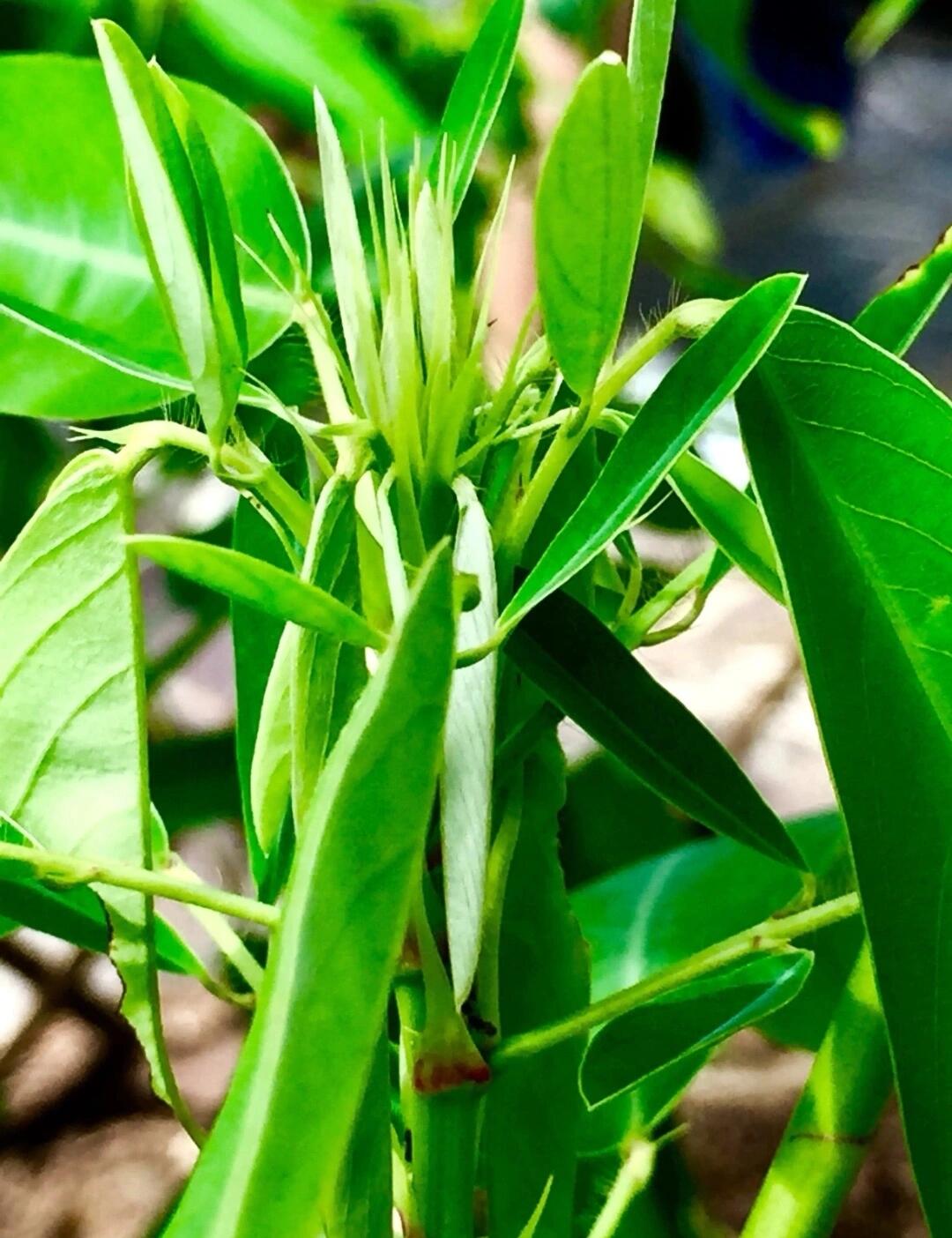 跳舞草,又称跳舞兰花,是一种具有独特运动特性的植物.
