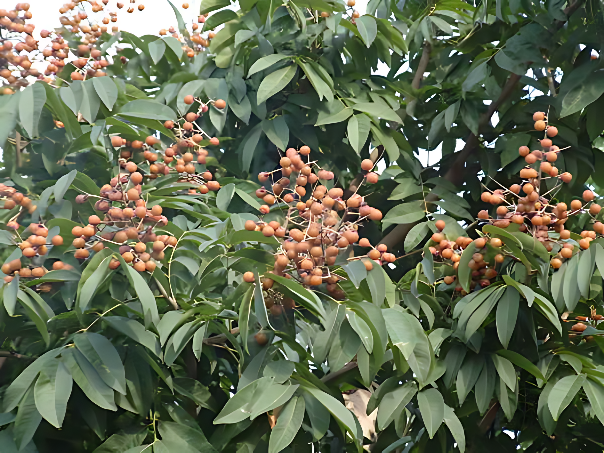 菩提果成熟的季节及特点