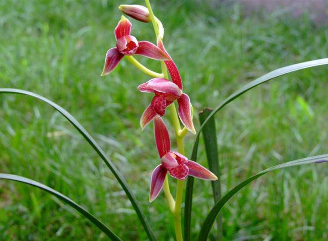 我国独有的"天价"兰花,开花后,确实高级,花舌比鸡血还红