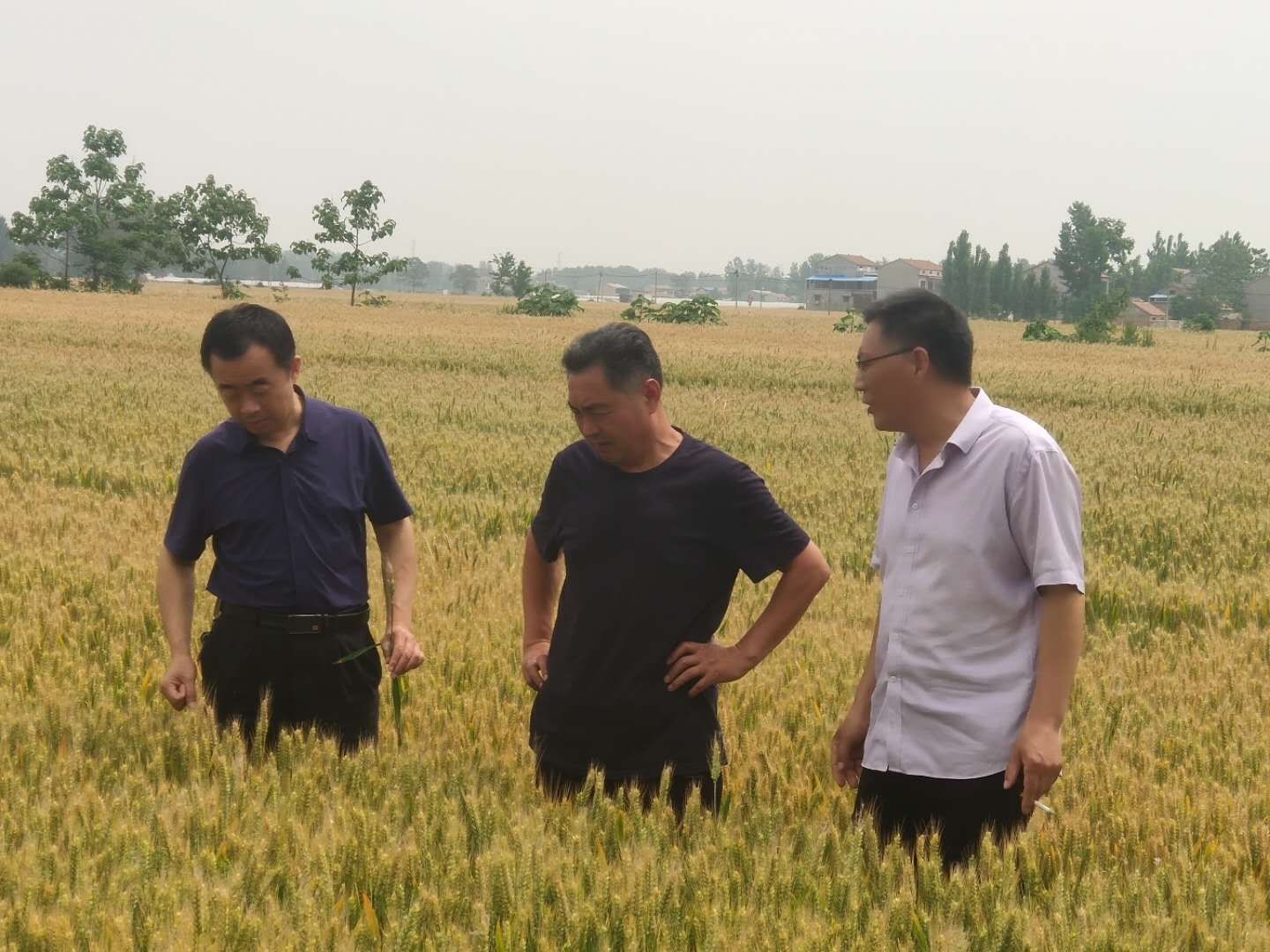 农村种粮补贴,包括哪几项,一亩地能补多少钱