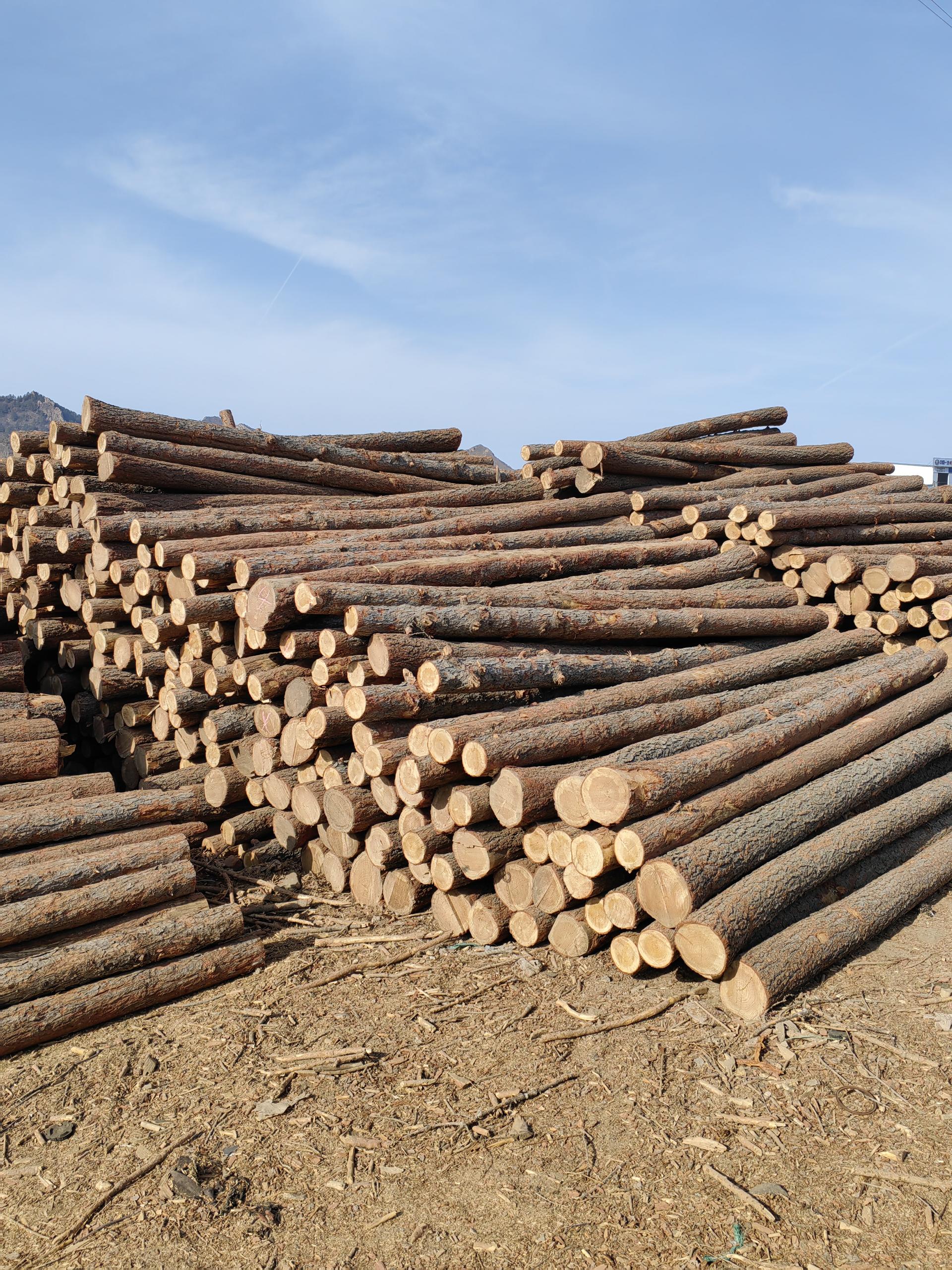 松木桩和杉木桩的区别是什么?河道打桩用哪个好?