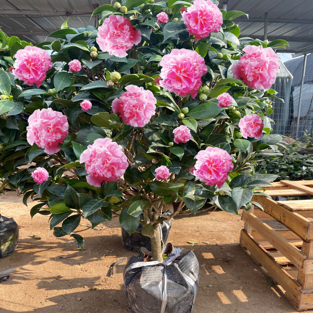 茶花中的"香贵妃",一朵能香20天,勤花丰花还好养,新手也能养