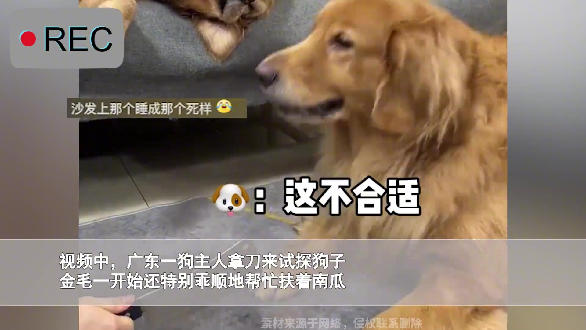 主人拿刀切南瓜金毛敷衍了事,下秒一举动立马就怂了:吓出表情包