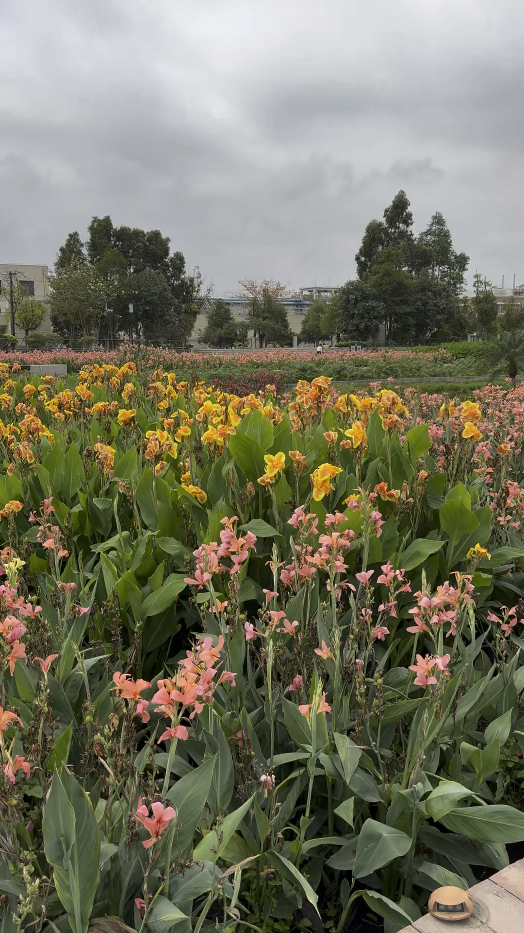 带大家踏青宝安燕罗湿地公园