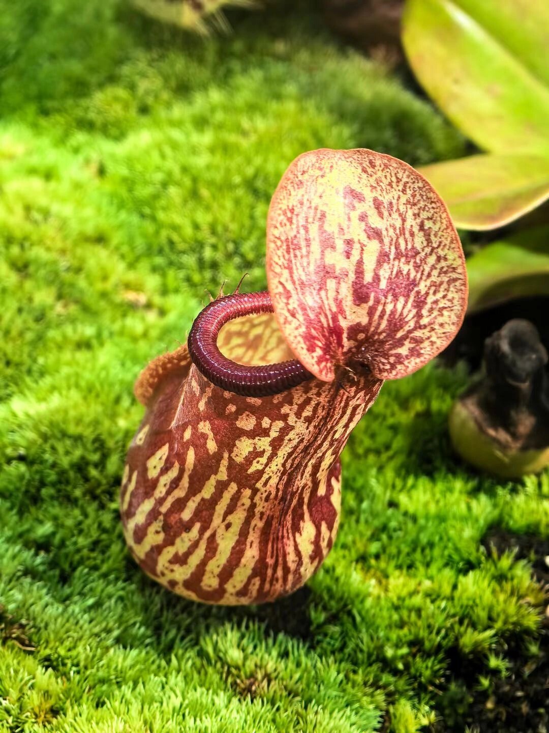 猪笼草,一种神奇的植物,以其独特的捕虫机制而闻名于世.