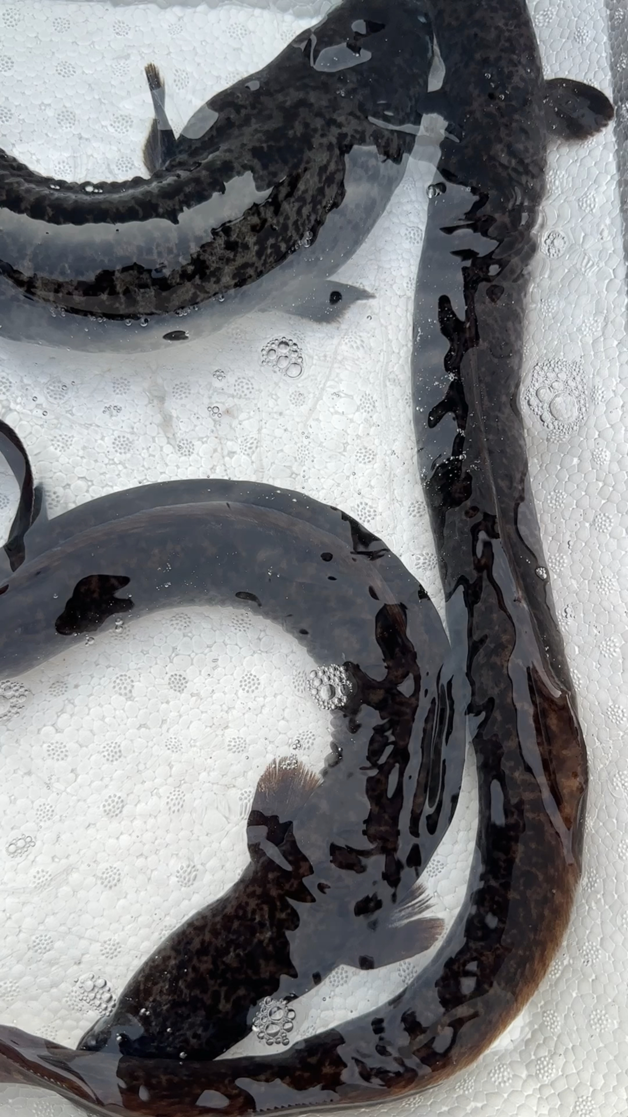野生山鳗鱼图片图片