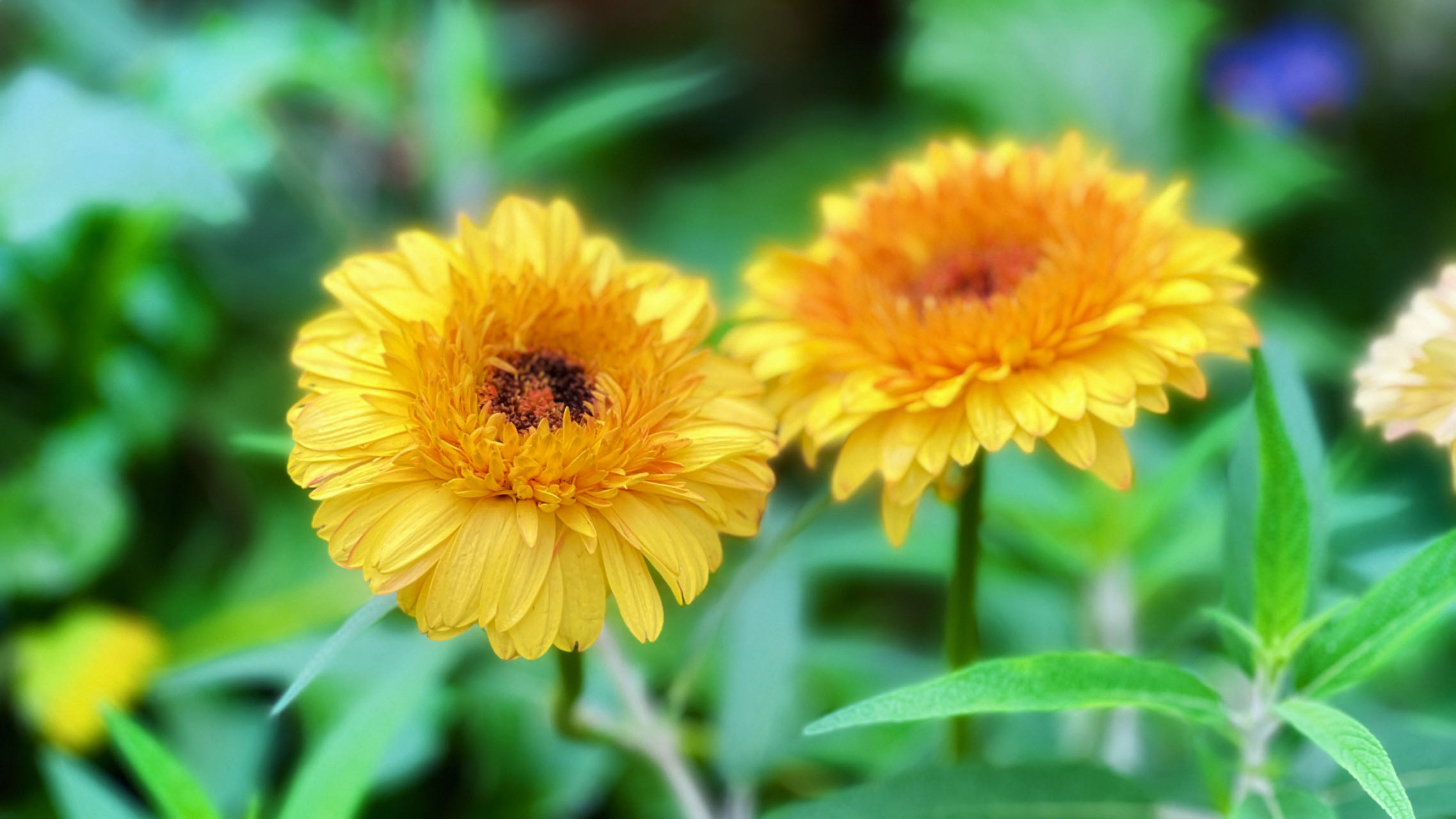 非洲菊的花期相当长,从11月一直到第二年的4月,其原产于非洲南部的德
