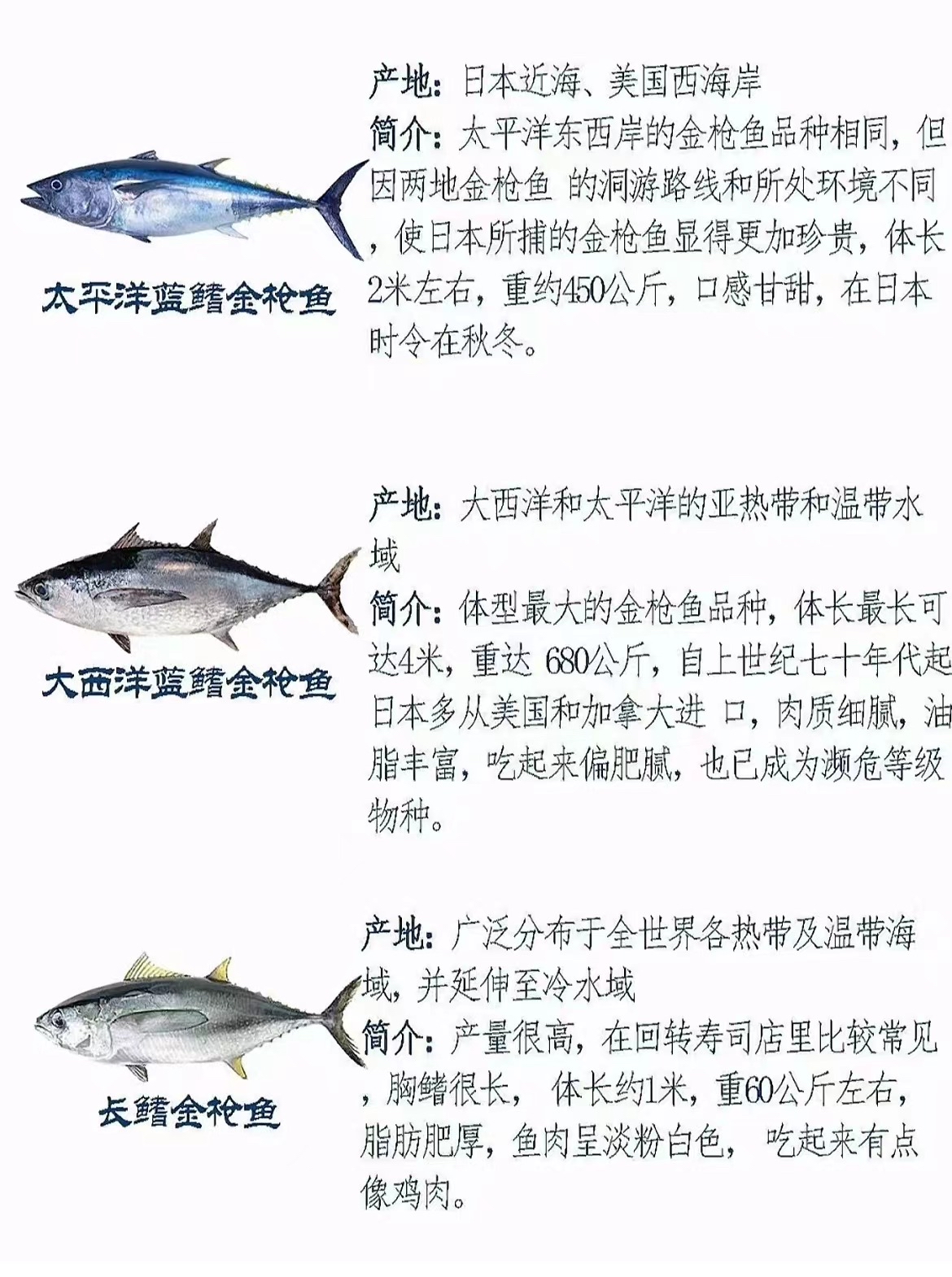 常见金枪鱼的种类和特点