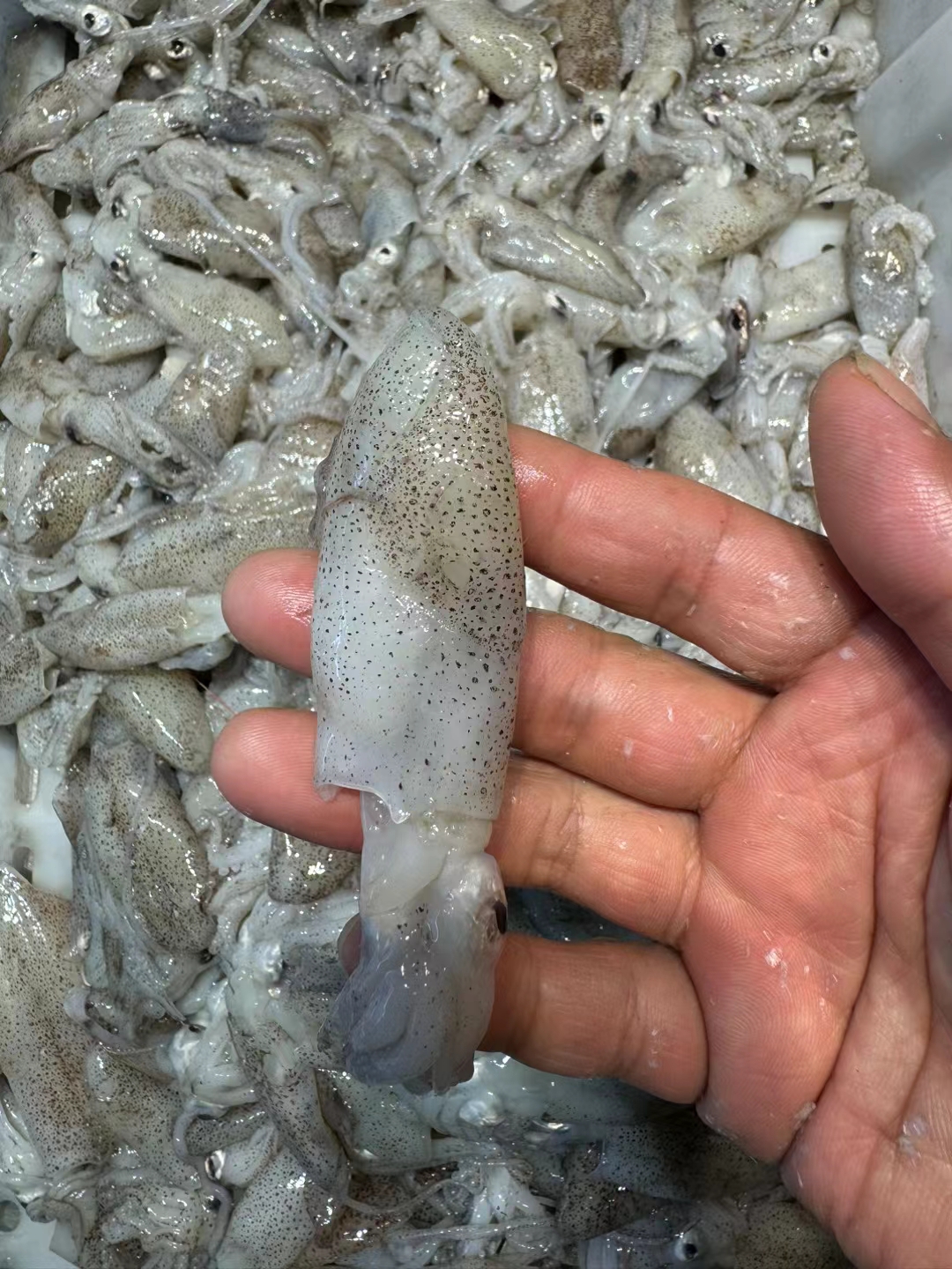 鱿鱼,一种来自海洋的美味食材,以其独特的口感和多样的烹饪方式而受到