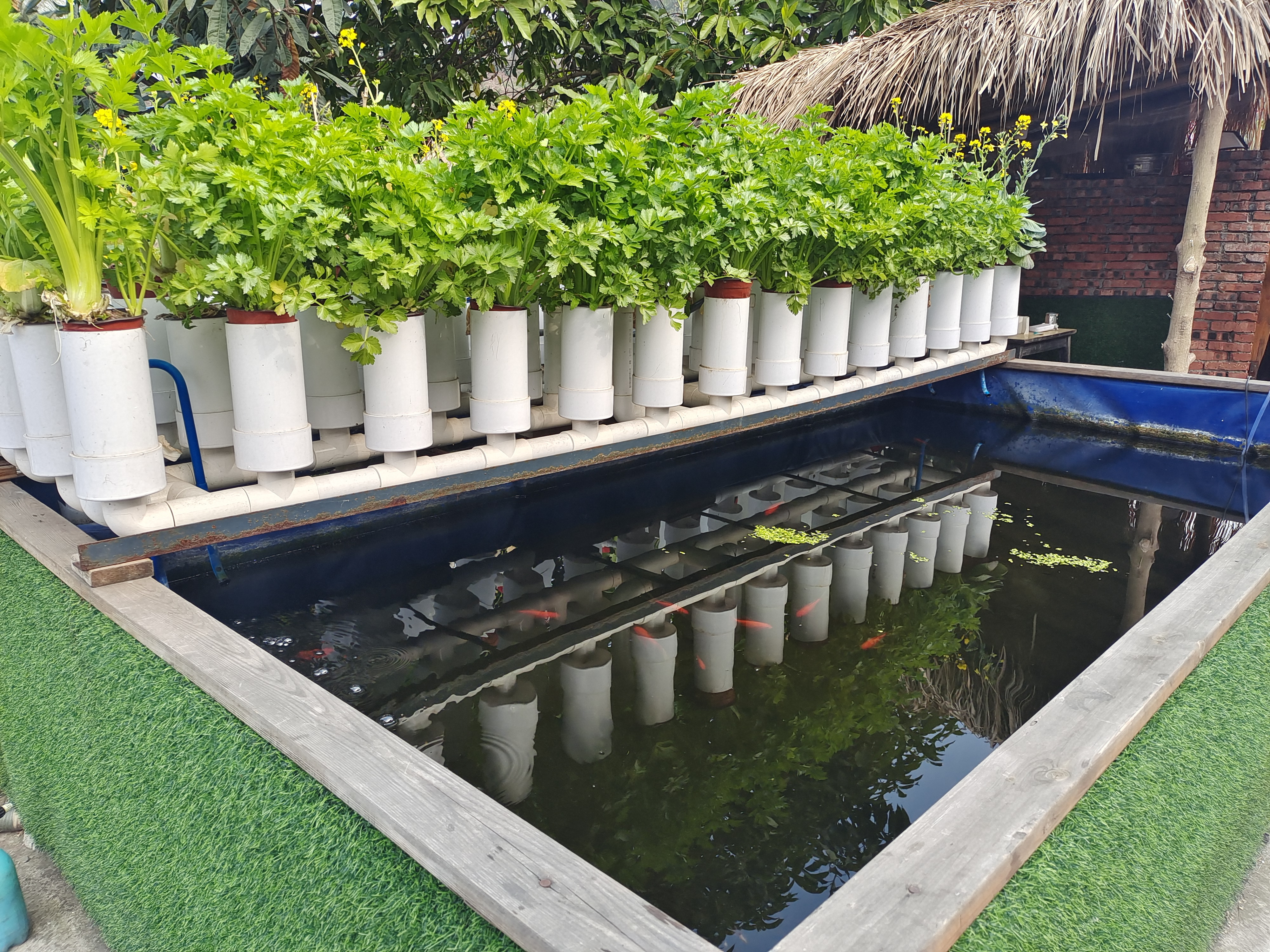 植物通过彻底吸收利用养鱼产生的有机废物,从而净化了水质,实现养鱼