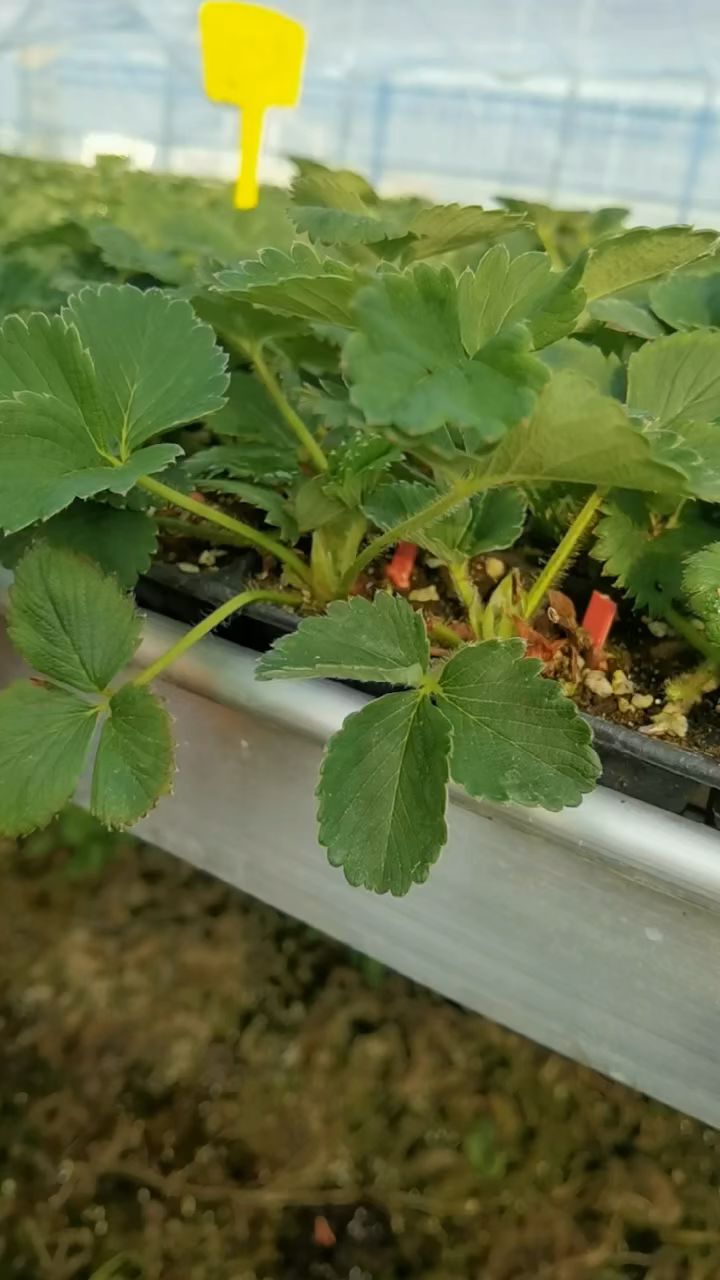 大叶红颜草莓苗植株健壮无病害