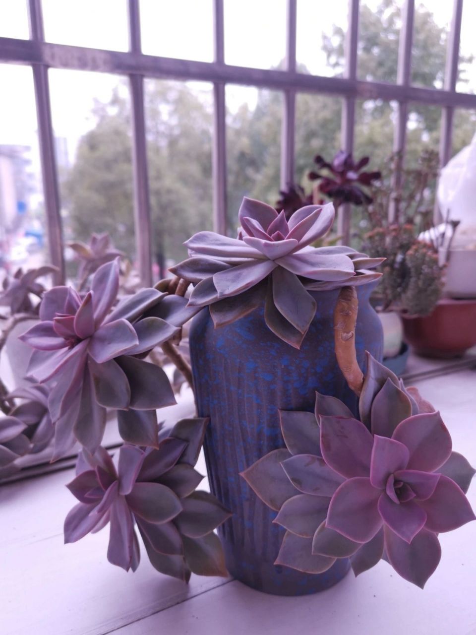 多肉初恋是景天科石莲花属的植物,夏季是其最适宜生长的季节