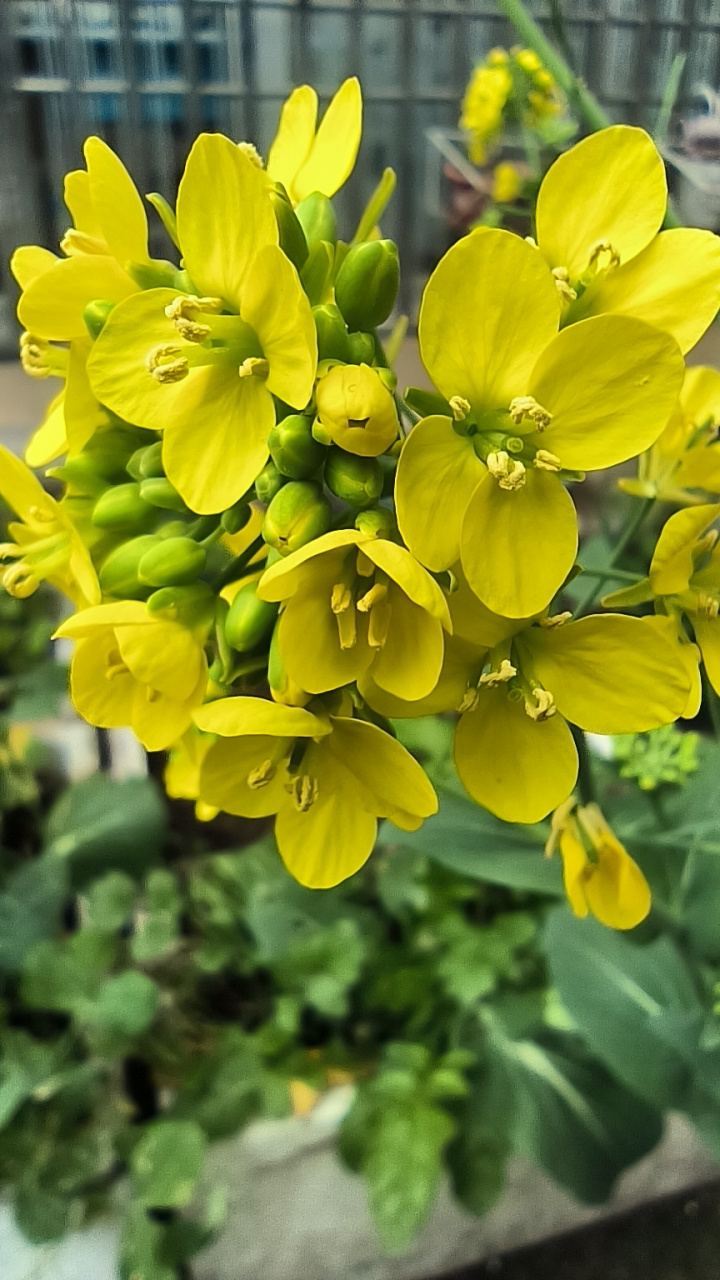 青花菜开花图片图片