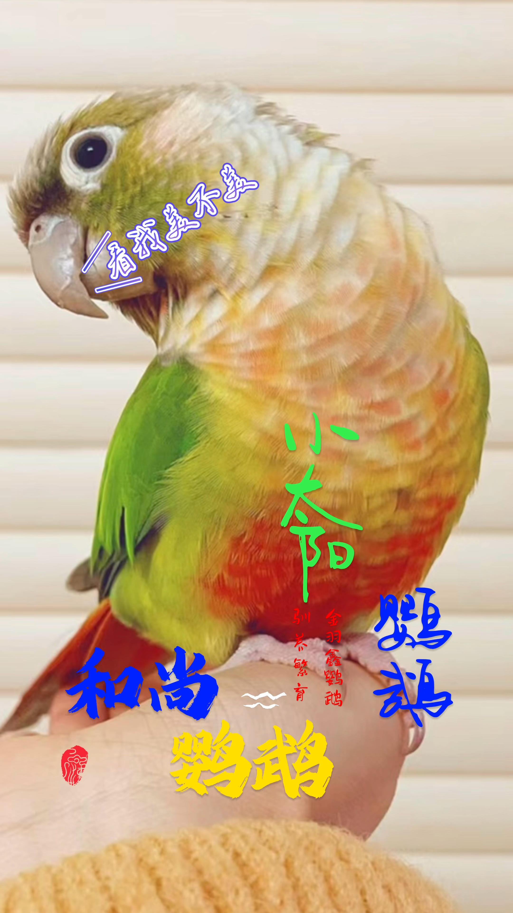 和尚鹦鹉小太阳鹦鹉有正在喂养鹦鹉的朋友有喂养的问题可以关注我