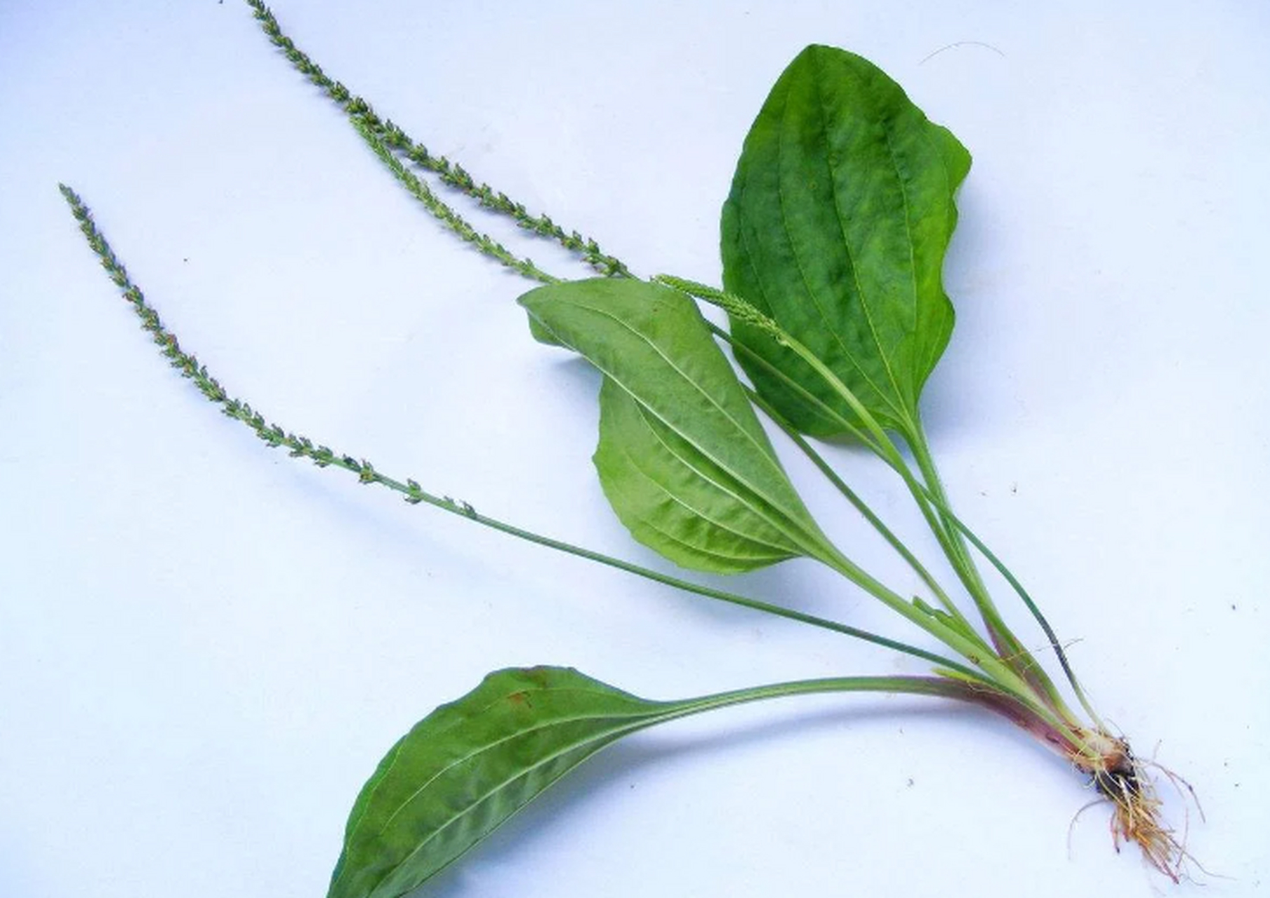 车前草是常见的野草,具有顽强生命力和适应性.