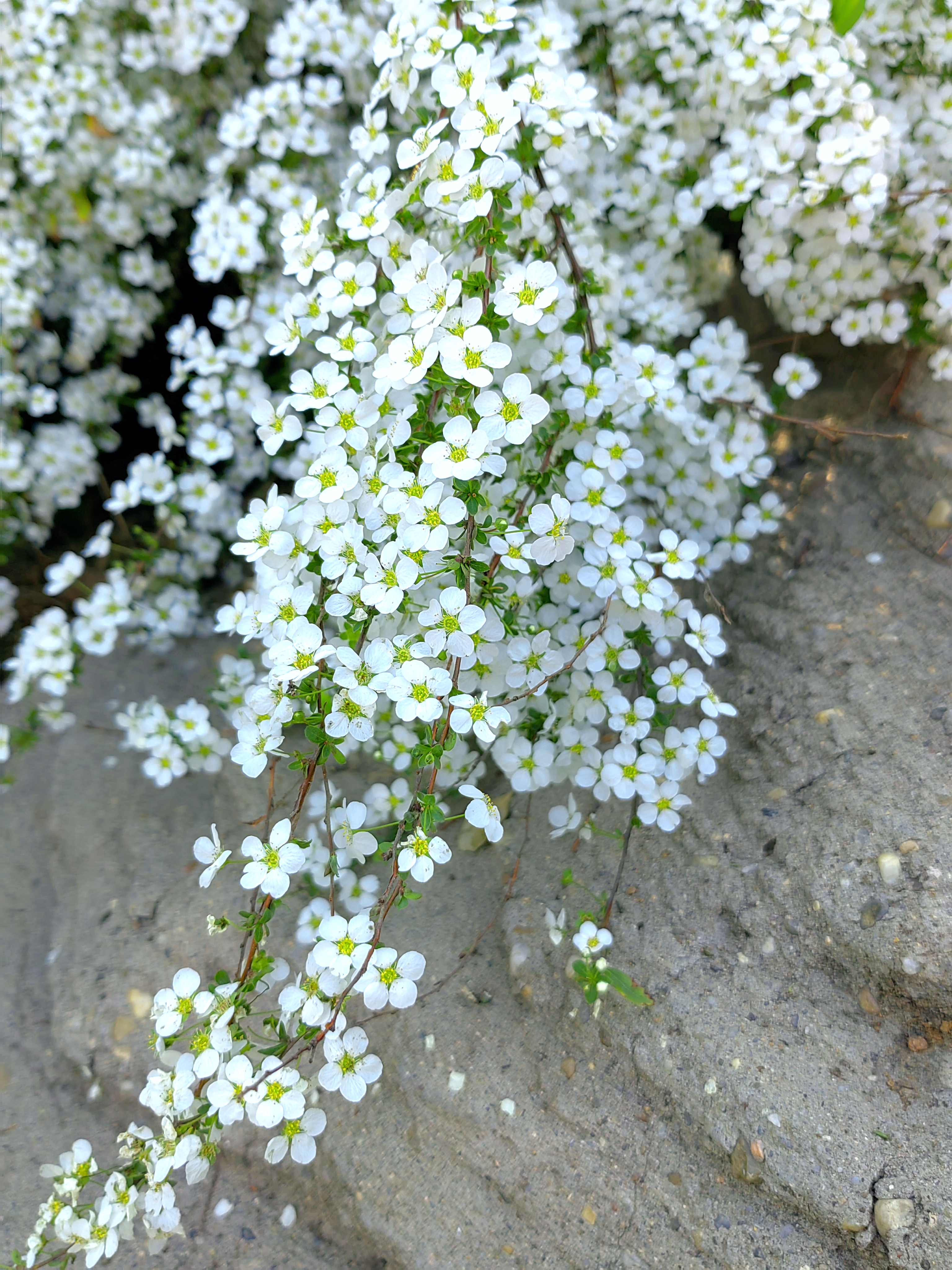 雪柳,木犀科的一员,她以五谷树,挂梁青,喷雪花,珍珠花之名,流传于世间