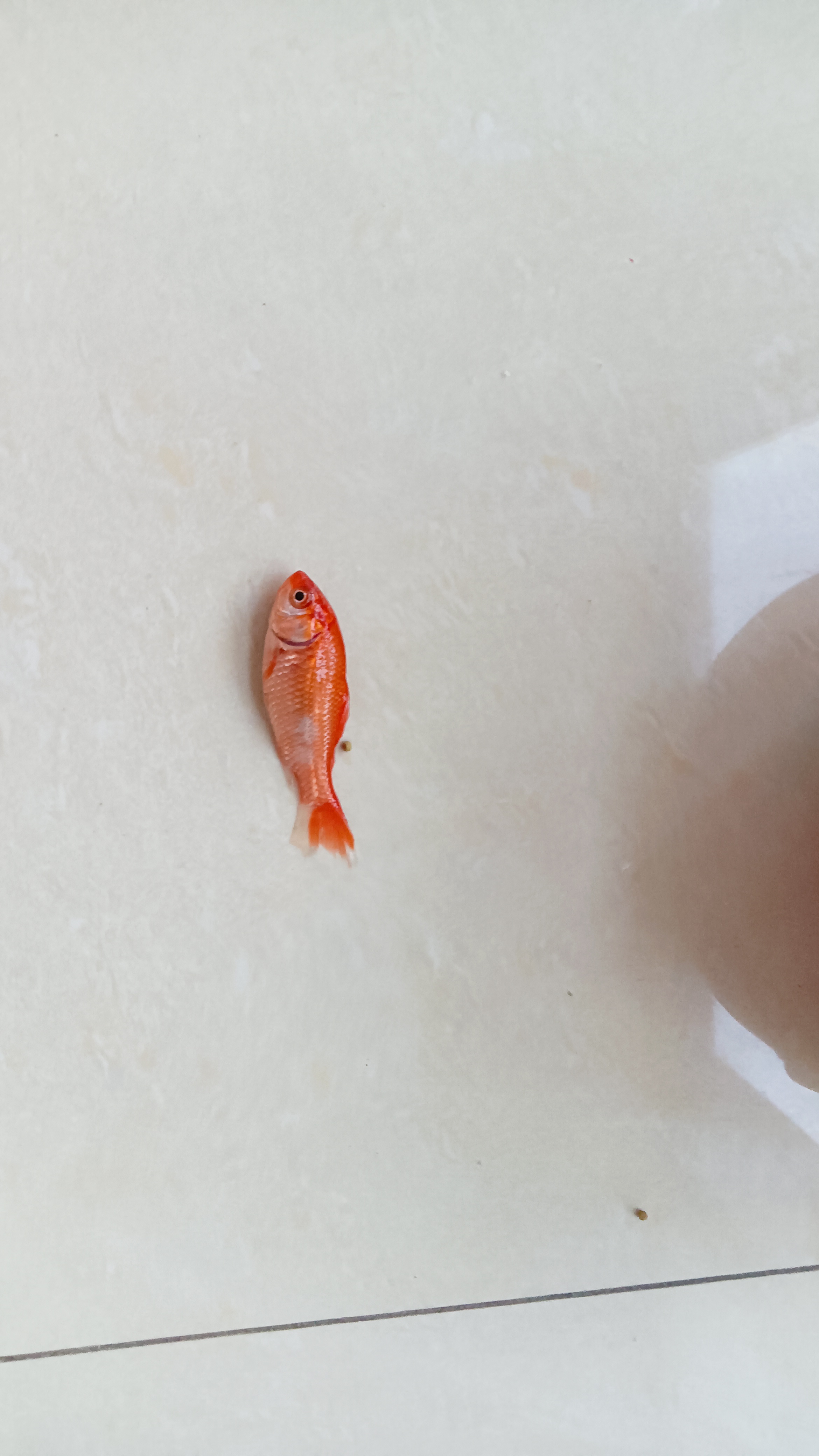 买的草金鱼几天全死光了,唉